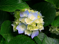 Hydrangeas.jpgのサムネイル画像